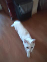 Reunited Female Cat last seen Esther Drive and South 14th Avenue, Lebanon, PA 17042