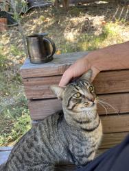 Found/Stray Male Cat last seen Copper, Vista, CA 92083