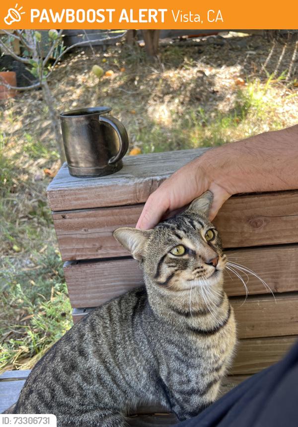 Found/Stray Male Cat last seen Copper, Vista, CA 92083
