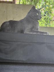 Lost Male Cat last seen Forest behind hse, Durham, NC 27703