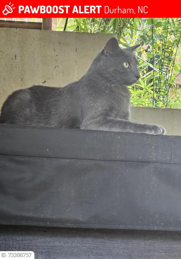 Lost Male Cat last seen Forest behind hse, Durham, NC 27703