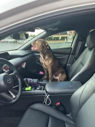 Reunited Male Dog last seen Shell gas station, Parkland, WA 98444
