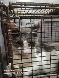 Shelter Stray Female Cat last seen MAPLE VALLEY DR, 4710 TX-151, San Antonio, TX 78227, USA