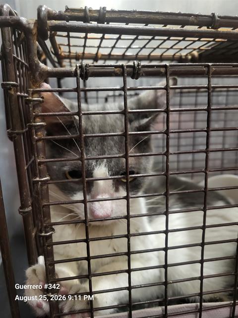 Shelter Stray Female Cat last seen MAPLE VALLEY DR, 4710 TX-151, San Antonio, TX 78227, USA