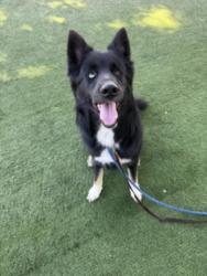 Shelter Stray Male Dog last seen , West Valley Animal Shelter, 20655 Plummer St, Chatsworth, CA 91311, USA