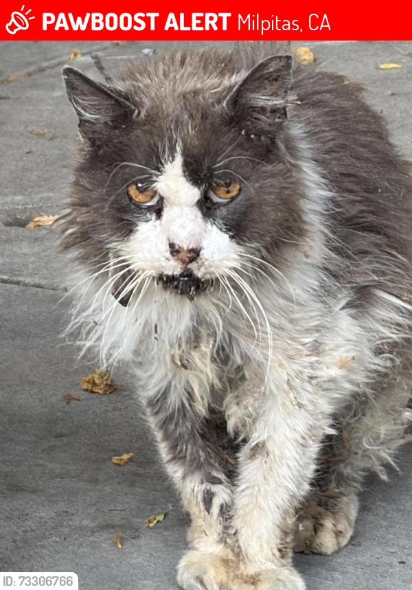 Lost Male Cat last seen Parc Place and Curtis avenue, Milpitas, CA 95035