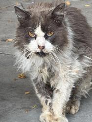 Lost Male Cat last seen Parc Place and Curtis avenue, Milpitas, CA 95035