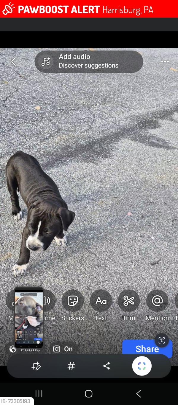Lost Female Dog last seen Near swatara st hbg pa, Harrisburg, PA 17104