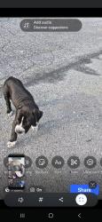 Lost Female Dog last seen Near swatara st hbg pa, Harrisburg, PA 17104