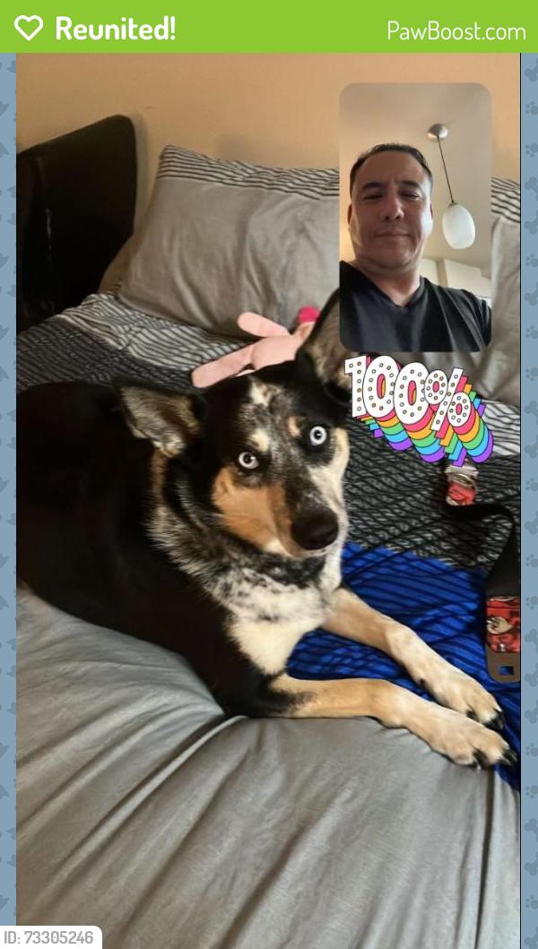 Reunited Female Dog last seen Dogs Beach, lifeguard tower 5, San Diego, CA 92113