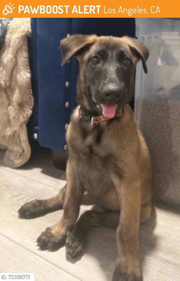 Found/Stray Female Dog last seen 50th street and Hooper, Los Angeles, CA 90011