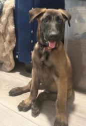 Found/Stray Female Dog last seen 50th street and Hooper, Los Angeles, CA 90011