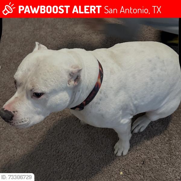 Lost Male Dog last seen Barn door, San Antonio, TX 78252