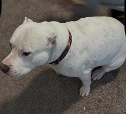 Lost Male Dog last seen Barn door, San Antonio, TX 78252