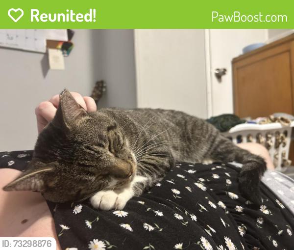 Reunited Male Cat last seen Malibu Ridge, Flowery Branch, GA 30542