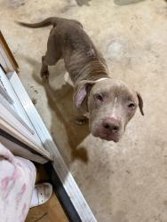 Found/Stray Male Dog last seen Trueland drive, Fort Worth, TX 76119