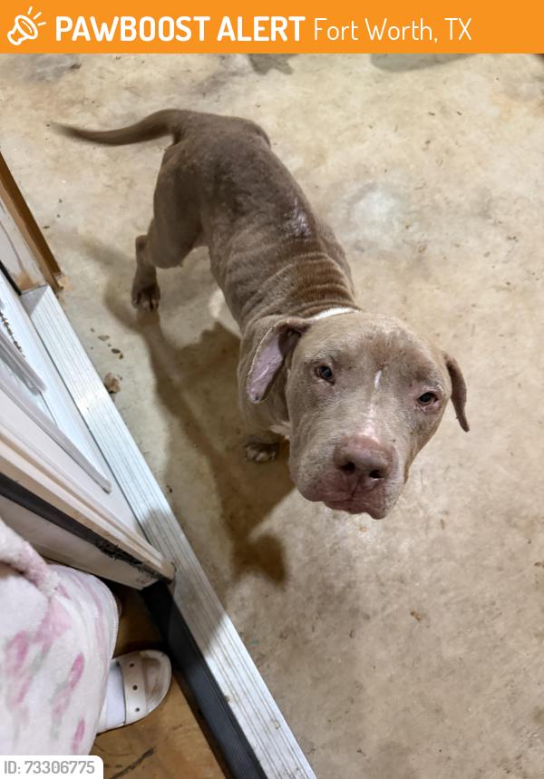 Found/Stray Male Dog last seen Trueland drive, Fort Worth, TX 76119