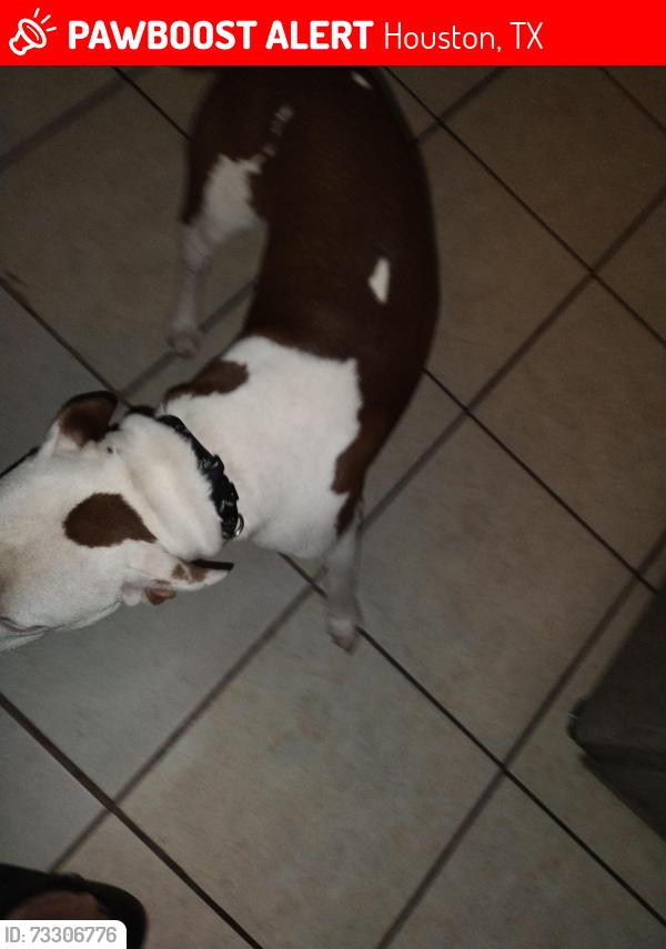Lost Male Dog last seen Harrisburg, Houston, TX 77003