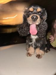 Reunited Male Dog last seen Hypoluxo and Federal/Dixie HWY, Hypoluxo, FL 33462