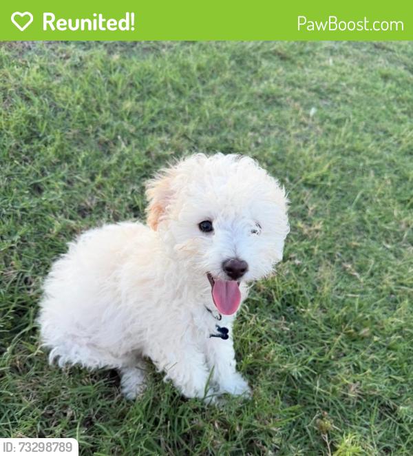 Reunited Male Dog last seen Hayfield ct, Fort Worth, TX 76137