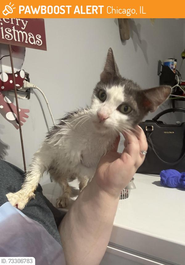 Found/Stray Female Cat last seen Campbell ave, Chicago, IL 60655