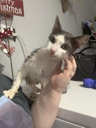 Found/Stray Female Cat last seen Campbell ave, Chicago, IL 60655