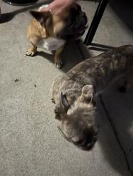 Reunited Male Dog last seen The Pines Montclair, Montclair, CA 91763