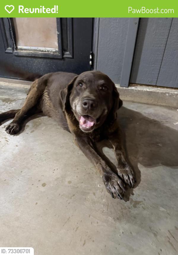 Reunited Male Dog last seen Bronco rd, Wolfforth, TX 79382