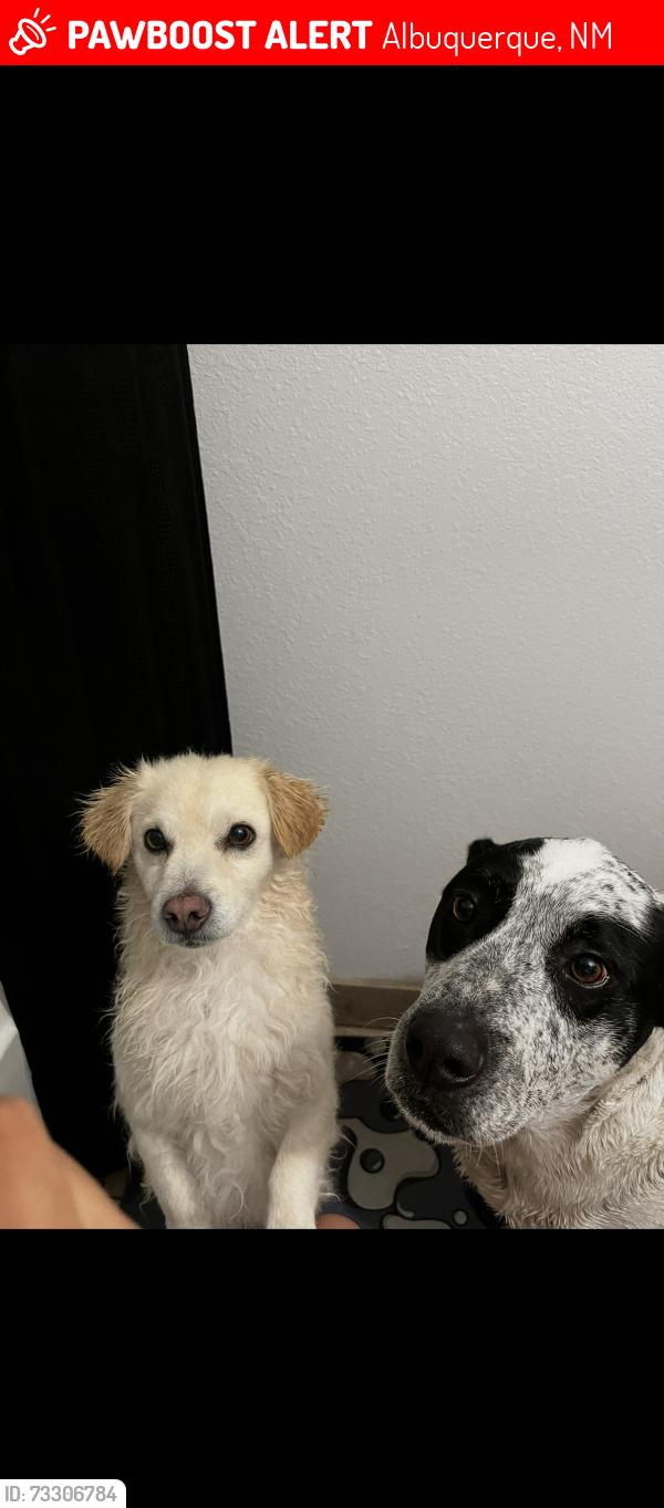 Lost Male Dog last seen Tower Pond Park, Albuquerque, NM 87121