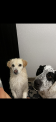 Lost Male Dog last seen Tower Pond Park, Albuquerque, NM 87121