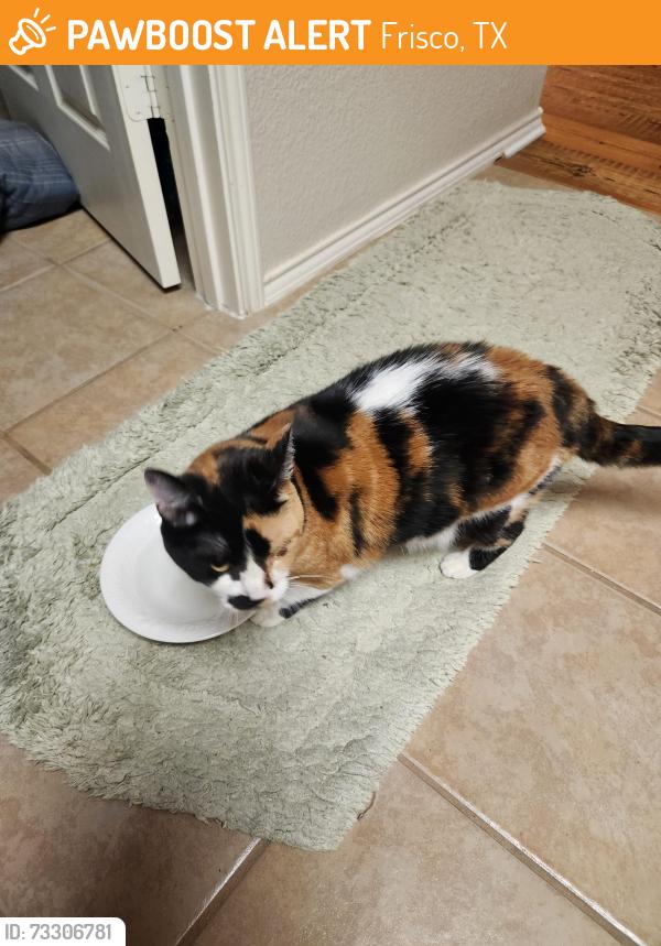 Found/Stray Unknown Cat last seen Duncanville and Mansfield, Frisco, TX 75035