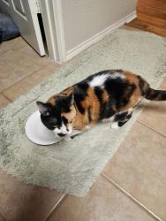 Found/Stray Unknown Cat last seen Duncanville and Mansfield, Frisco, TX 75035