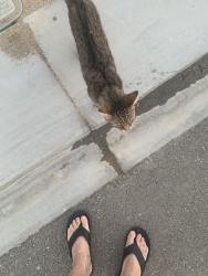 Reunited Female Cat last seen Palm Drive and Avenida Descanso, Desert Hot Springs, CA 92240