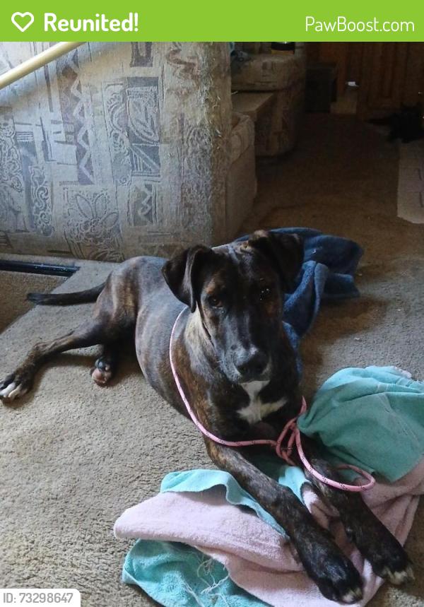 Reunited Male Dog last seen Calle de vida, San Diego, CA 92124