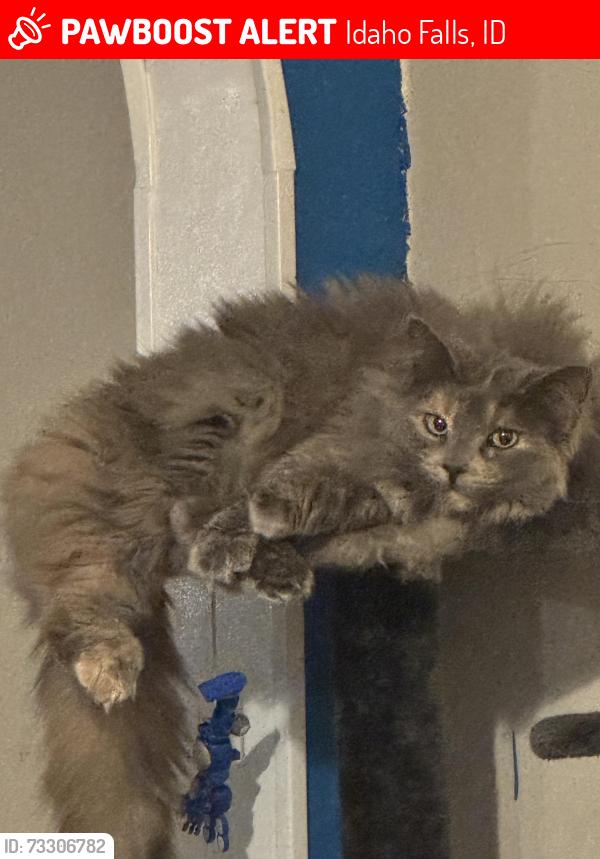 Lost Female Cat last seen 22nd Street and Emerson Ave, Idaho Falls, ID 83404