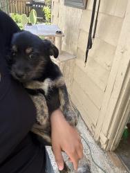 Lost Male Dog last seen near a little park, Yakima, WA 98901