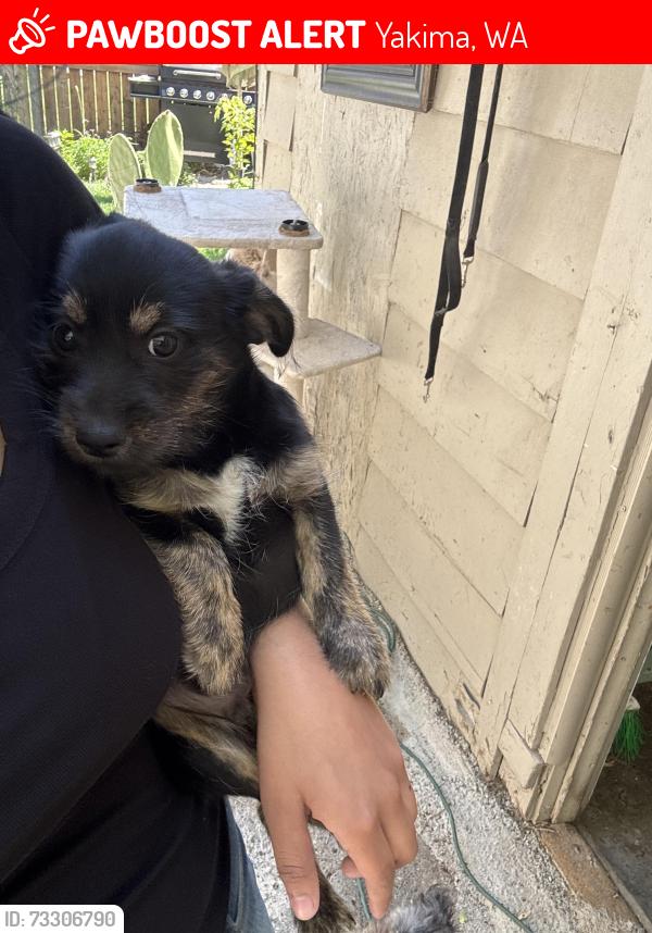 Lost Male Dog last seen near a little park, Yakima, WA 98901