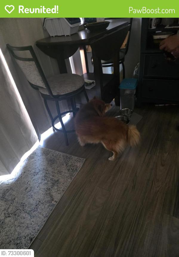 Reunited Male Dog last seen North Danebo, Eugene, OR 97402
