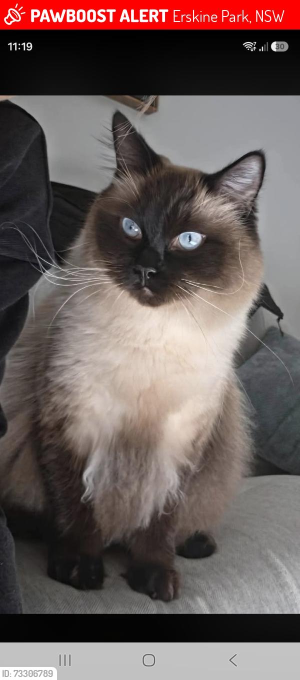 Lost Male Cat last seen Warbler Street Erskine Park, Erskine Park, NSW 2759