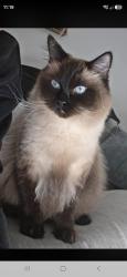 Lost Male Cat last seen Warbler Street Erskine Park, Erskine Park, NSW 2759