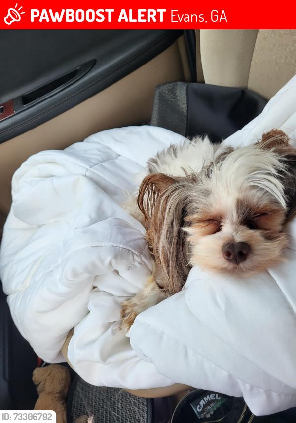 Lost Male Dog last seen Lambeth drive, Evans, GA 30809