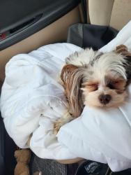 Lost Male Dog last seen Lambeth drive, Evans, GA 30809