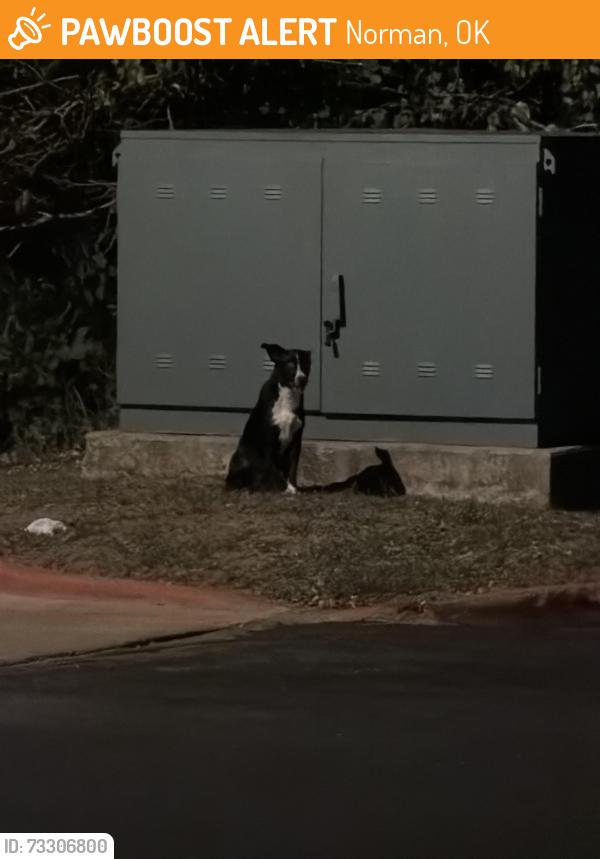 Found/Stray Unknown Dog last seen Isabella at Norman apmts, Norman, OK 73072