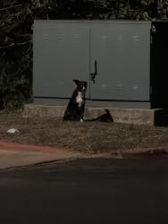 Found/Stray Unknown Dog last seen Isabella at Norman apmts, Norman, OK 73072
