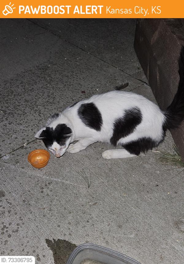 Found/Stray Male Cat last seen Piper, kansas, Kansas City, KS 66109