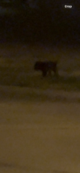Found/Stray Male Dog last seen Windcastle /westgrove ct. walnut hills neighborhood, Mansfield, TX 76063