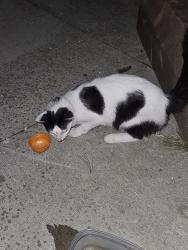 Found/Stray Male Cat last seen Piper, kansas, Kansas City, KS 66109