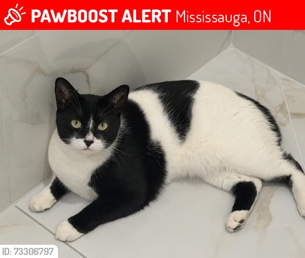 Lost Female Cat last seen Springfield, Mississauga, ON 