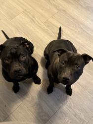 Lost Female Dog last seen lubbock high school, Lubbock, TX 79416