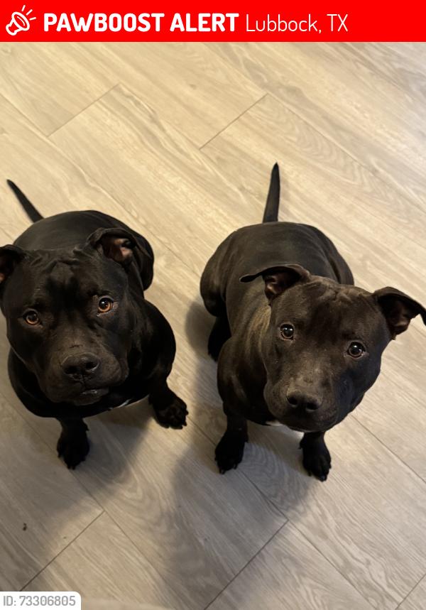 Lost Female Dog last seen lubbock high school, Lubbock, TX 79416